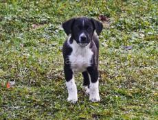 Щенки ищут своих хозяев 