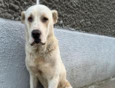 Потерялась собака 