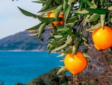 Ищу работу сборщик мандарин