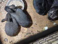 Продаю кроликов 1500 р 