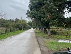 Цитрусовый