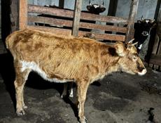 Корова 65-70 кг срочно