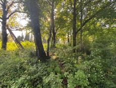 Срочно 50 соток гагра