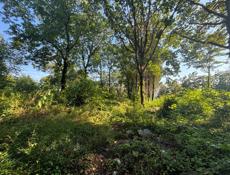 Срочно 50 соток гагра