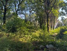 Срочно 50 соток гагра