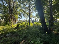 Срочно 50 соток гагра