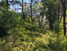 Срочно 50 соток гагра