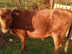 Бык свыше 200кг