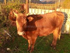 Бык свыше 200кг