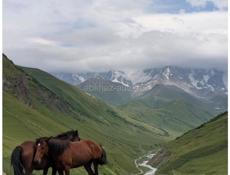 Принимаем заказы обучение лошадей и продажа 