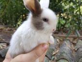 Карликовые кролики.