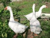 Продам три гуся по 3-т.р. порода Линда 