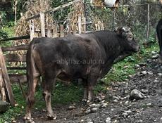 Бык!!