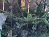 Прадаю ёлки