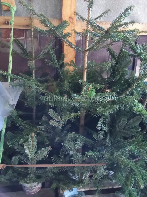 Прадаю ёлки