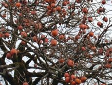 Золотой берег 25соток с документами. 