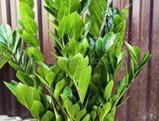 Замиокулькас 