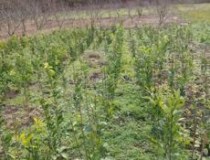 Сентябрьские мандарины