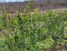 Сентябрьские мандарины