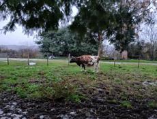 Продажа стельной коровы