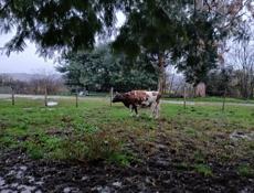 Продажа стельной коровы