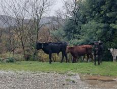 Продажа бычков