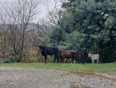 Продажа бычков