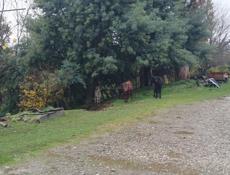 Продажа бычков