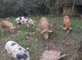 Продаю 3 свиноматки