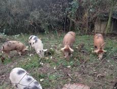 Продаю 3 свиноматки