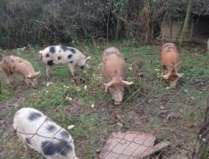 Продаю 3 свиноматки