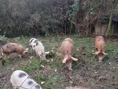 Продаю 3 свиноматки