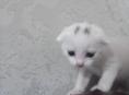 Вислоухие котята