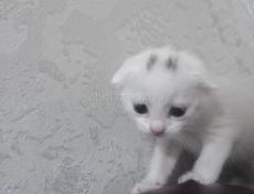 Вислоухие котята