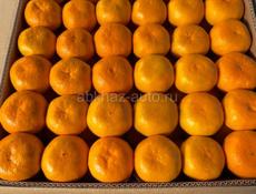 Куплю мандарины 