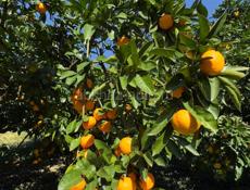 Куплю мандарины 