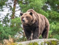 Продаю медвежий жир )