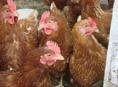 Продаю куры