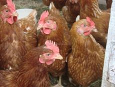 Продаю куры