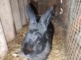 Срочно дёшево кролики