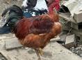 Продам молодых петухов