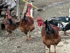 Продам молодых петухов