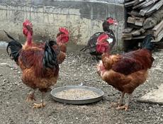 Продам молодых петухов