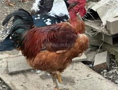 Продам молодых петухов