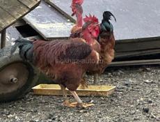 Продам молодых петухов