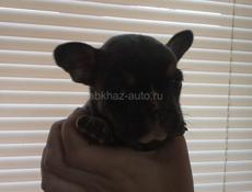 Французский бульдог