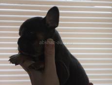 Французский бульдог