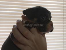 Французский бульдог 