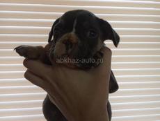 Французский бульдог