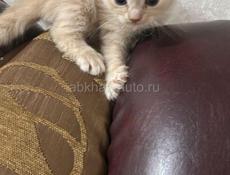 Вислоухие котята